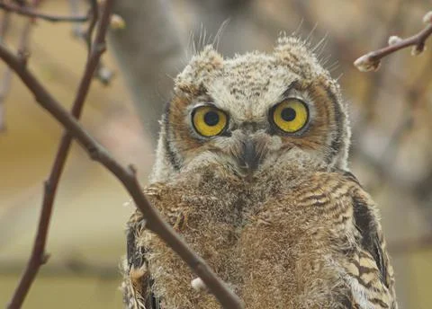 Young owl 스톡 사진