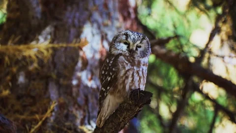 Young owl, possibly a boreal owl, sits still amid tall trees Видео 342736252