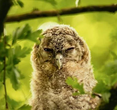 A young owl sat in a tree Stock Photos