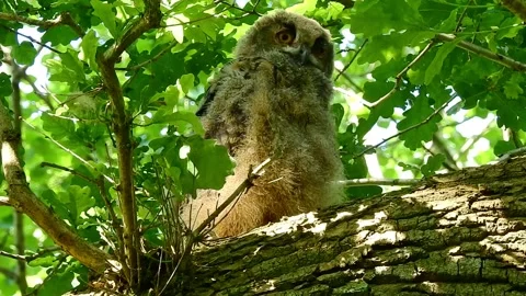 Young Owl in Spring on the Nest Tree - 50 FPS Stock Footage 130667391