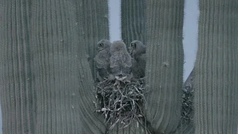 Young owl tries to devour prey in a nest in a saguaro cactus Stock Footage 270041775