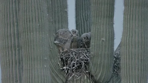 Young owl tries to devour prey in a nest in a saguaro cactus Stock Footage 270041793