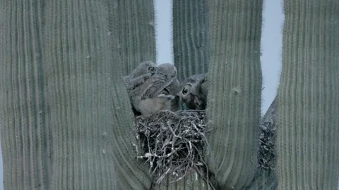 Young owl tries to devour prey in a nest in a saguaro cactus Stock Footage 270041795