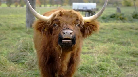 An young ox roars on pasture Stock Footage 168417320