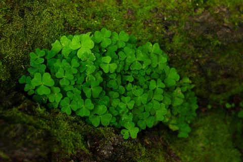Young oxalis in the spring forest Stock Photos