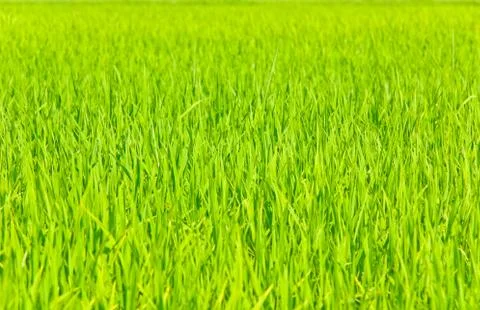 Young paddy field Stock Photos