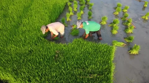 Young paddy Stock Footage 143887638