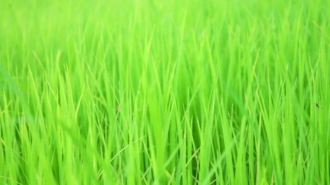 Young Paddy Rice Field CloseUp Nature Background. Stock Footage 329010576