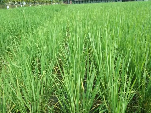 Young Paddy rice on fields rice fields of farmland. Stock Photos