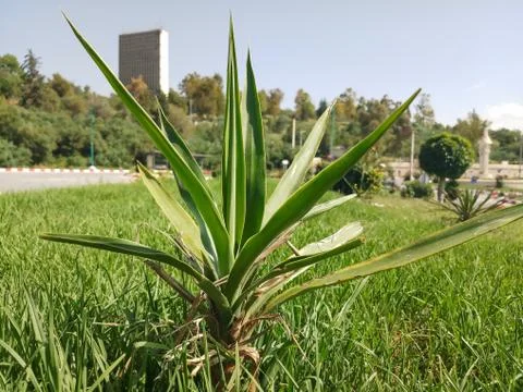 Young palm Stock Photos