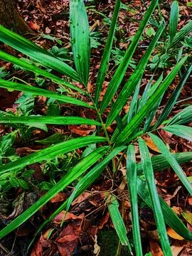 Young palm Stock Photos
