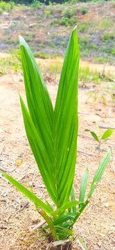 Young palm sapling growing in soil Malaysia tropical plant Stock Photos