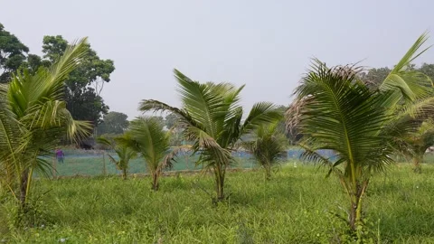 Young Palm Saplings Thriving Stock-Footage 332542205