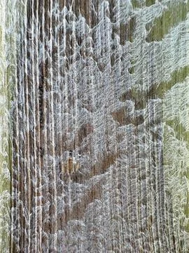 Young Palm Tree Bark Macro with Fine Fibers and Natural Texture 库存照片