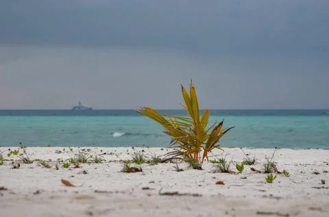Young palm tree on a beach Foto stock