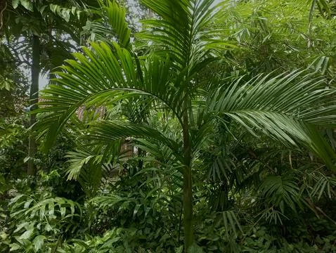 Young Palm Tree in a Dense, Lush Tropical Garden or Forest Stock Photos