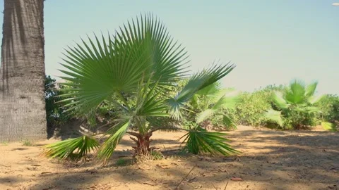 Young palm tree with green sharp leaves growing on sandy beach Stock Footage 149296958