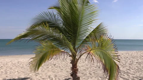 Young palm tree growing by the beach in front of the Atlantic Ocean. Tranquility Stock Footage 170560067