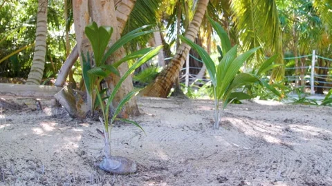 Young palm tree growing out of coconut Stock Footage 178111677