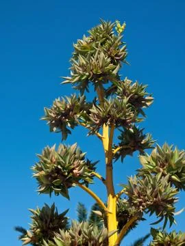 Young palm tree Stock-Fotos