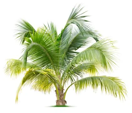 Young palm tree Stock Photos