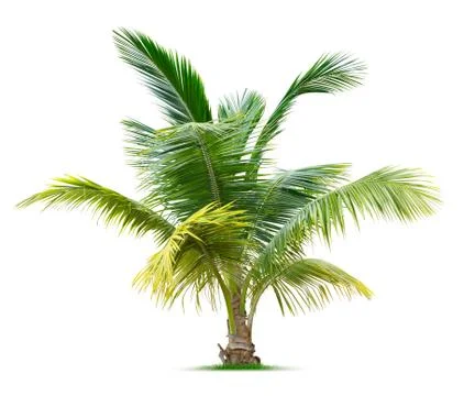 Young palm tree Stock Photos