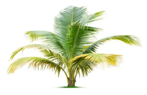 Young palm tree Stock Photos