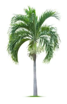 Young palm tree Stock Photos