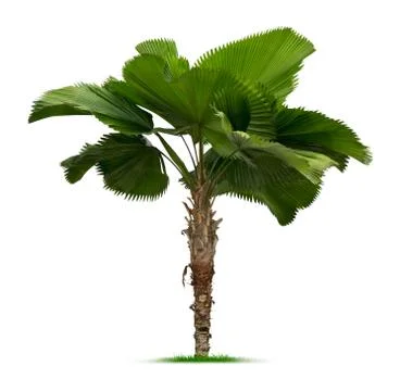 Young palm tree Stock Photos