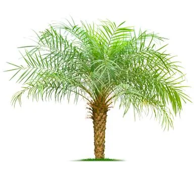 Young palm tree Foto stock