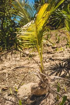 Young palm tree surrounded by greenery under a clear sky in a sunny environme Stock-Fotos