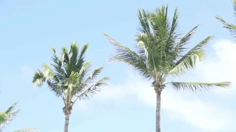 Young palm trees against the background of the sunny sky Stock Footage 95833356