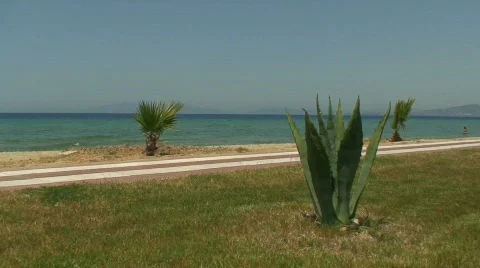 Young palm trees on the beach Stock Footage 77761