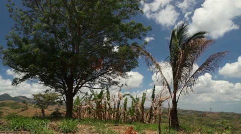 Young palm trees Stock Footage 52516241