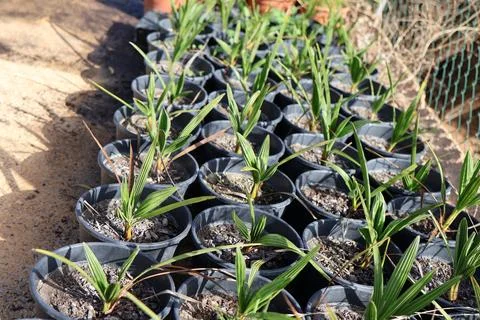 Young palm trees growing in small black pots ready for transplanting outdoors Stock Photos