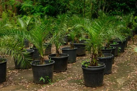 Young palm trees planted in rows in pots; palm seedlings are ready for urban Stock Photos