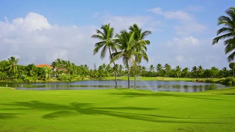 Young palm trees stand amid a grassy field against the backdrop of a park lake. Stock Footage 342535568