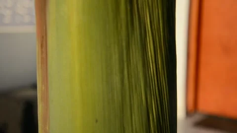 Young palm, trunk, smooth surface, rough surface Stock Footage 131273745