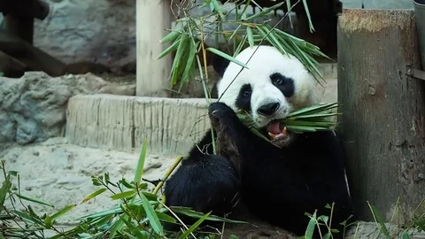 Young panda Bear Feeding Bamboo in zoo Stock Footage 72408757