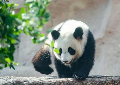 Young panda bear in summer Stock Photos