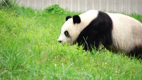 Young Panda Climbing and Sliding Down Tree Trunk Stock Footage 334997991