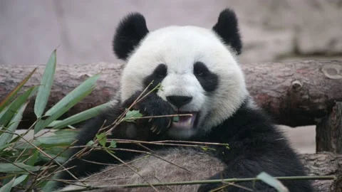 The young panda eats, the animal eats the green shoots of bamboo. Stock Footage 132081845