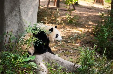Young panda lying down by a tree and looking away 스톡 사진