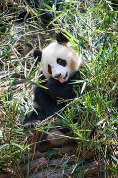 Young panda sitting in grass Stock-Fotos