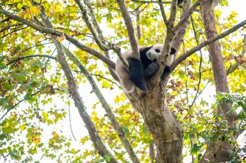 Young panda sleeping in a tree Stock-Fotos