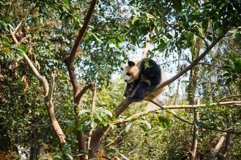 Young panda sleeping in a tree Foto stock