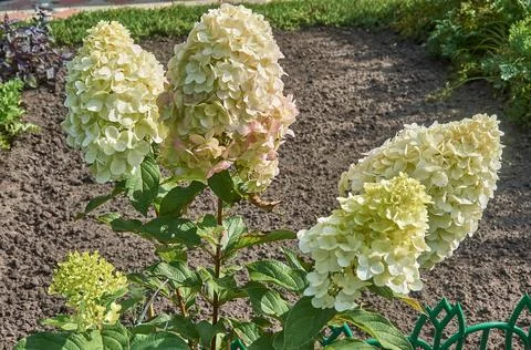 Young paniculate hydrangea in the garden close-up. 스톡 사진