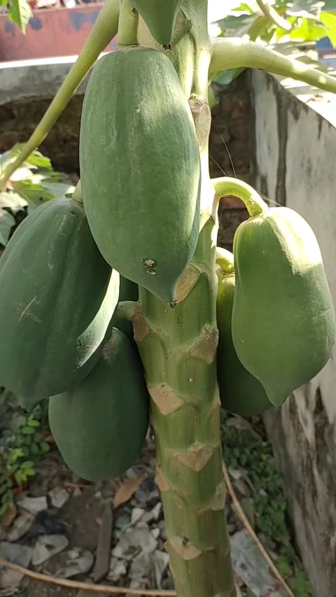 Young papaya fruit Stock Footage 241730652