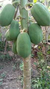 Young papaya fruit Stock Photos