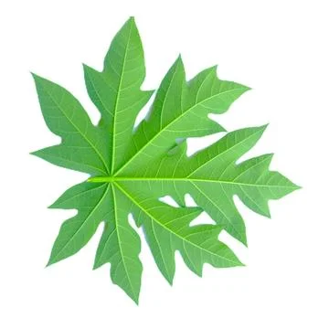 Young papaya leaf on a bright background with a large structure Fotos de archivo